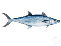 Pensacola Fish Species  No Limit Charter & Guide